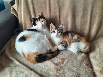 Gatto gatta gattino gattini tricolore