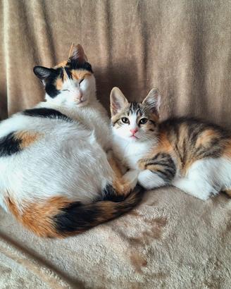 Gatto gatta gattino gattini tricolore