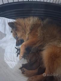 Cuccioli di volpino italiano