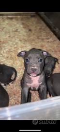 Cuccioli pitbull