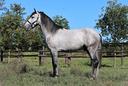 cavallo