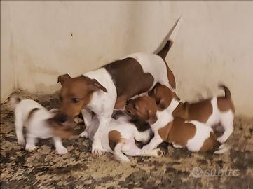 Cuccioli jack russell