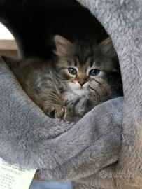 Gatti siberiani
