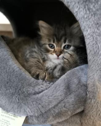 Gatti siberiani
