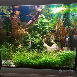 piante per acquario 