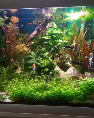piante per acquario 