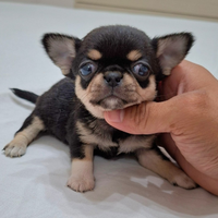 Chihuahua femminuccie