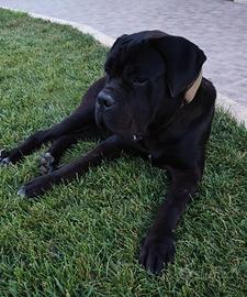 Cane Corso Cucciolo 13 Mesi