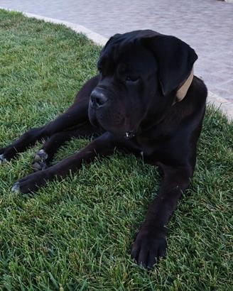 Cane Corso Cucciolo 13 Mesi