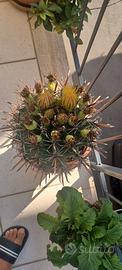 ferocactus