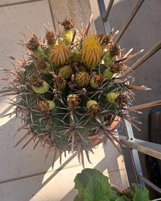 ferocactus