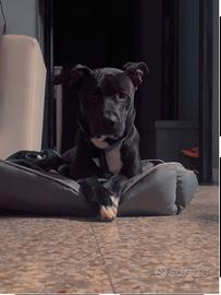 CUCCIOLO di quasi un anno