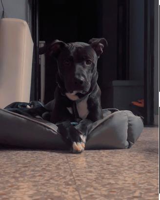 CUCCIOLO di quasi un anno