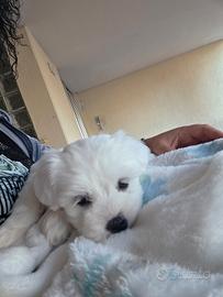 Cuccioli di MALTESI