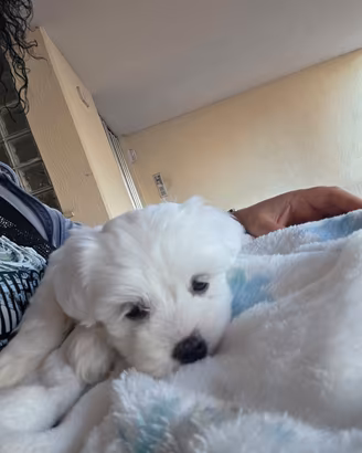 Cuccioli di MALTESI