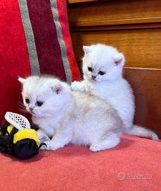 Gattini di razza British. Scottish straight