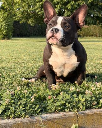 American Bully