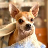 Chihuahua maschio disponibile per accoppiamento