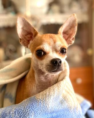 Chihuahua maschio disponibile per accoppiamento