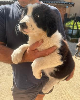 Cuccioli incrocio border collie - bovaro