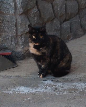Regalasi gattina