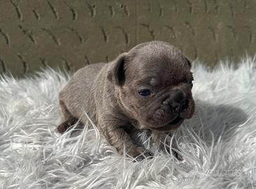 Bulldog francesi tan merle