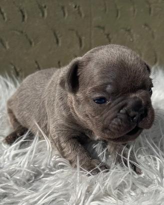 Bulldog francesi tan merle