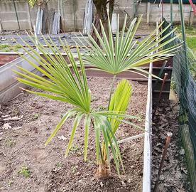 Trachycarpus fortunei