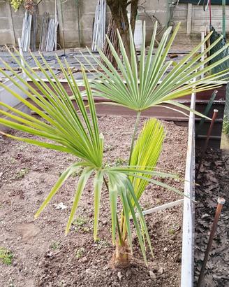 Trachycarpus fortunei