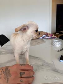 Cucciolo di Chihuahua