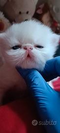 Gatti persiani