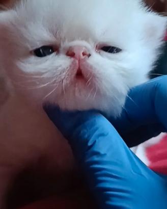 Gatti persiani