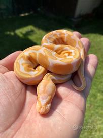 0.1 pitone reale Enchi Black Pastel albino