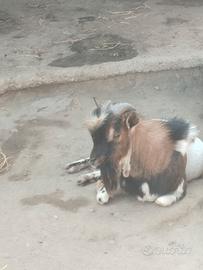 Animali
