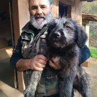  Cane Sardo cane Fonnese 