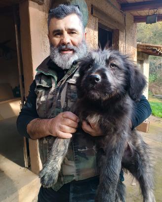  Cane Sardo cane Fonnese 