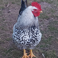 Robusta Maculata - Uova da cova