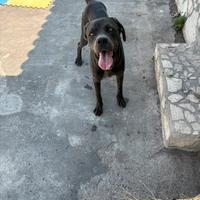 Cucciolo di corso grigio 1 anno