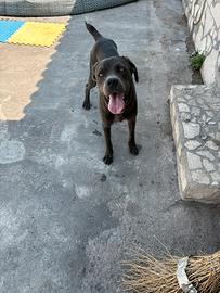 Cucciolo di corso grigio 1 anno