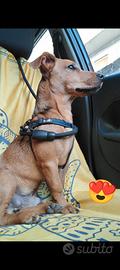 Disponibile per monta