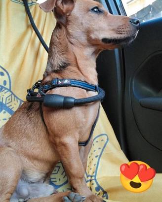 Disponibile per monta