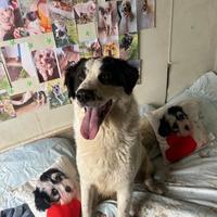 Leo cane 2 anni taglia grande e ben socializzato