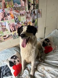 Leo cane 2 anni taglia grande e ben socializzato