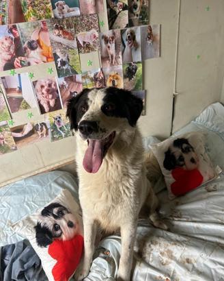 Leo cane 2 anni taglia grande e ben socializzato