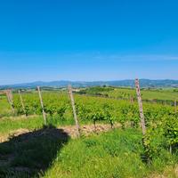 Tenuta vitivinicola Cinigiano Grosseto