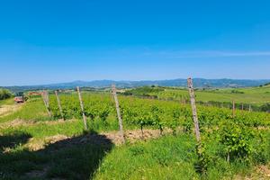 Tenuta vitivinicola Cinigiano Grosseto