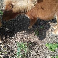 Pony