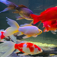 Pesci acquario laghetto