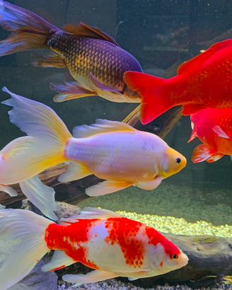 Pesci acquario laghetto