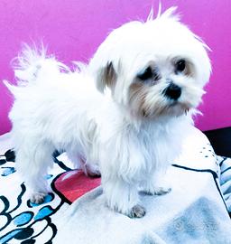 Maltese 18 mesi. 1,940 kg Pedigree ENCI